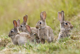 Artgerechte Tierhaltung Warum Gesellschaft für Kleintiere wichtig ist Aufmacher